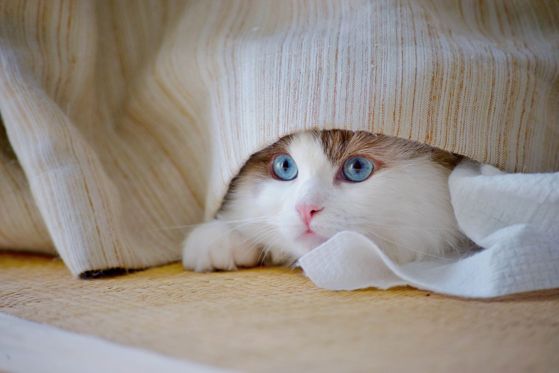 貓咪緊張與壓力大的行為訊號：飼主必看