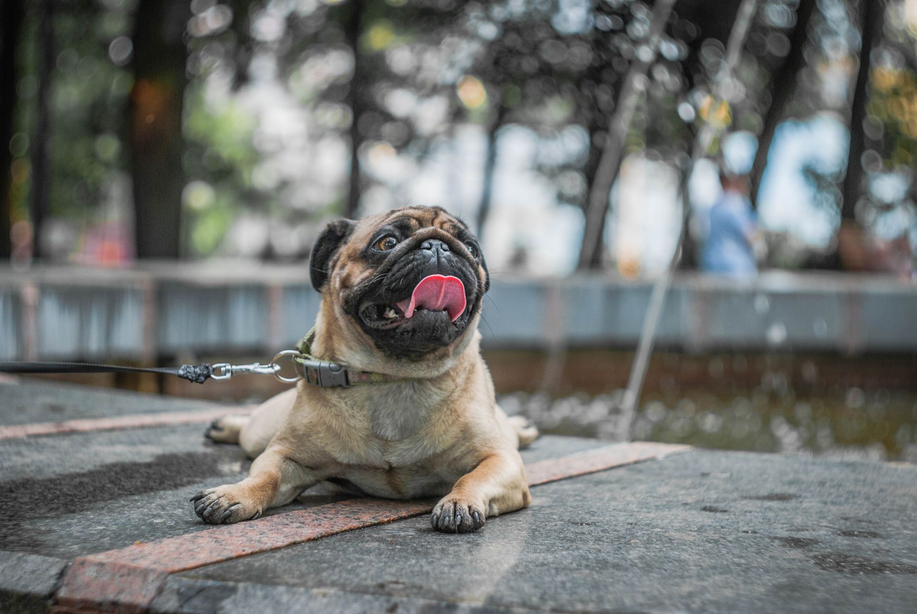 Breathing Care for French Bulldogs and Pugs: Key Tips