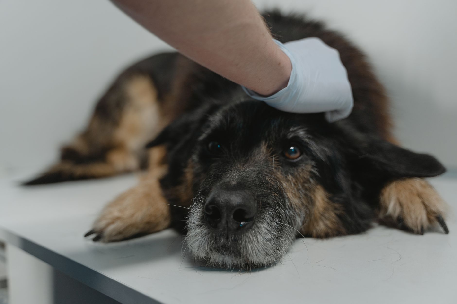 Dog Keeps Having Loose Stool and Diarrhea? Common Causes and At‑Home Care Tips