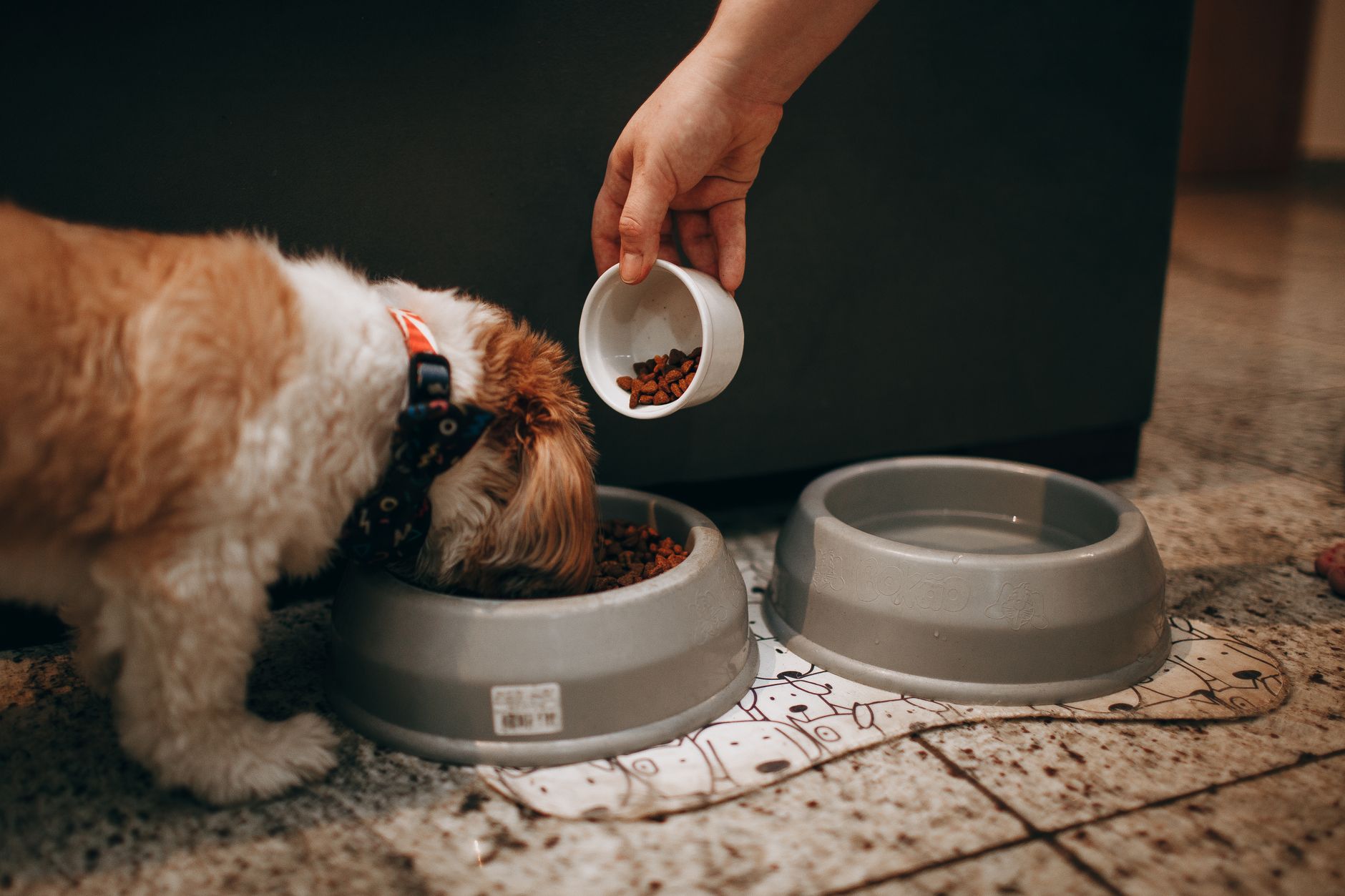 無穀飼料真的比較好嗎？狗飼料選購 5 個判斷重點