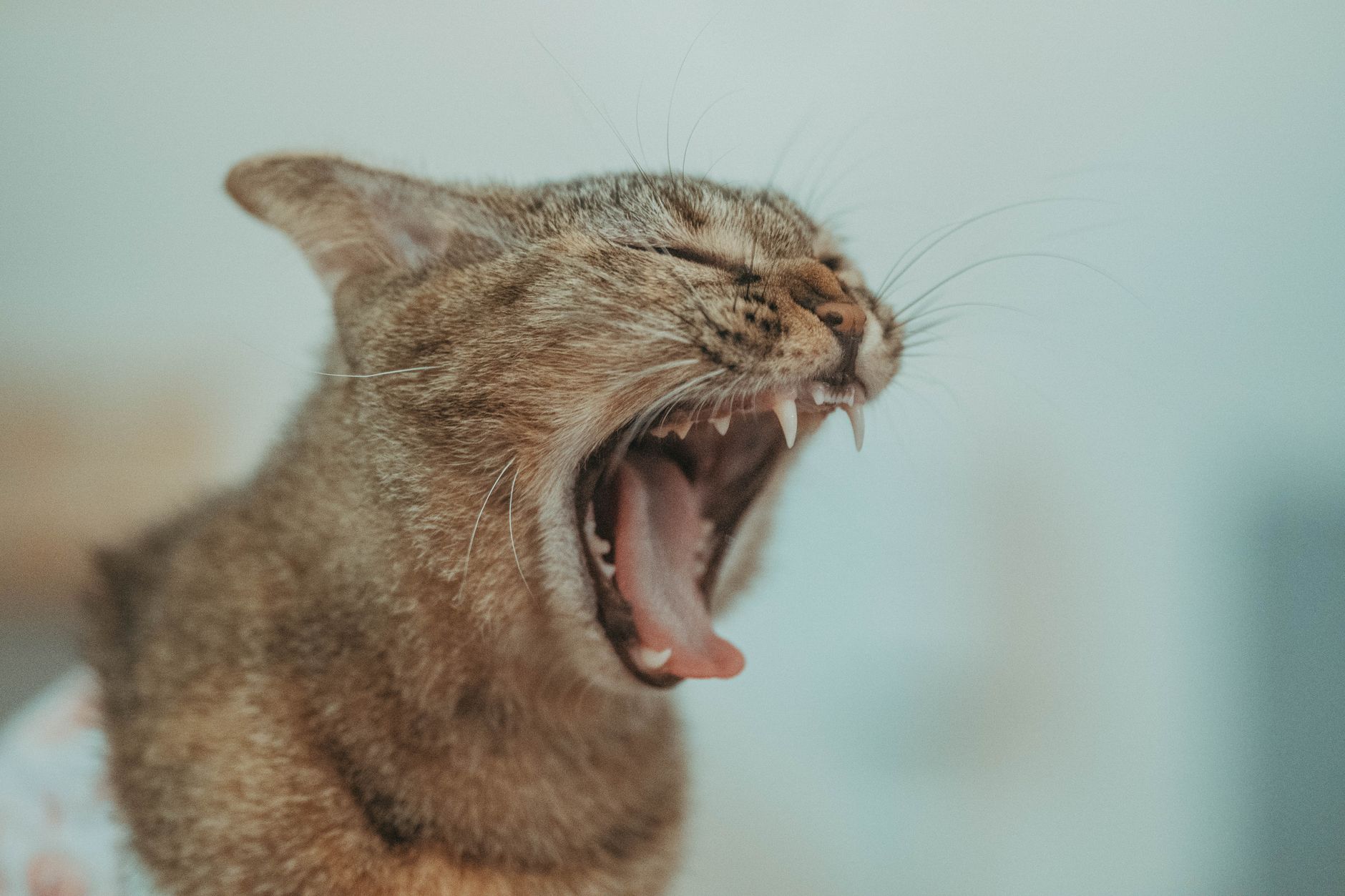 Causes and Home Care of Feline Gingivitis and Stomatitis