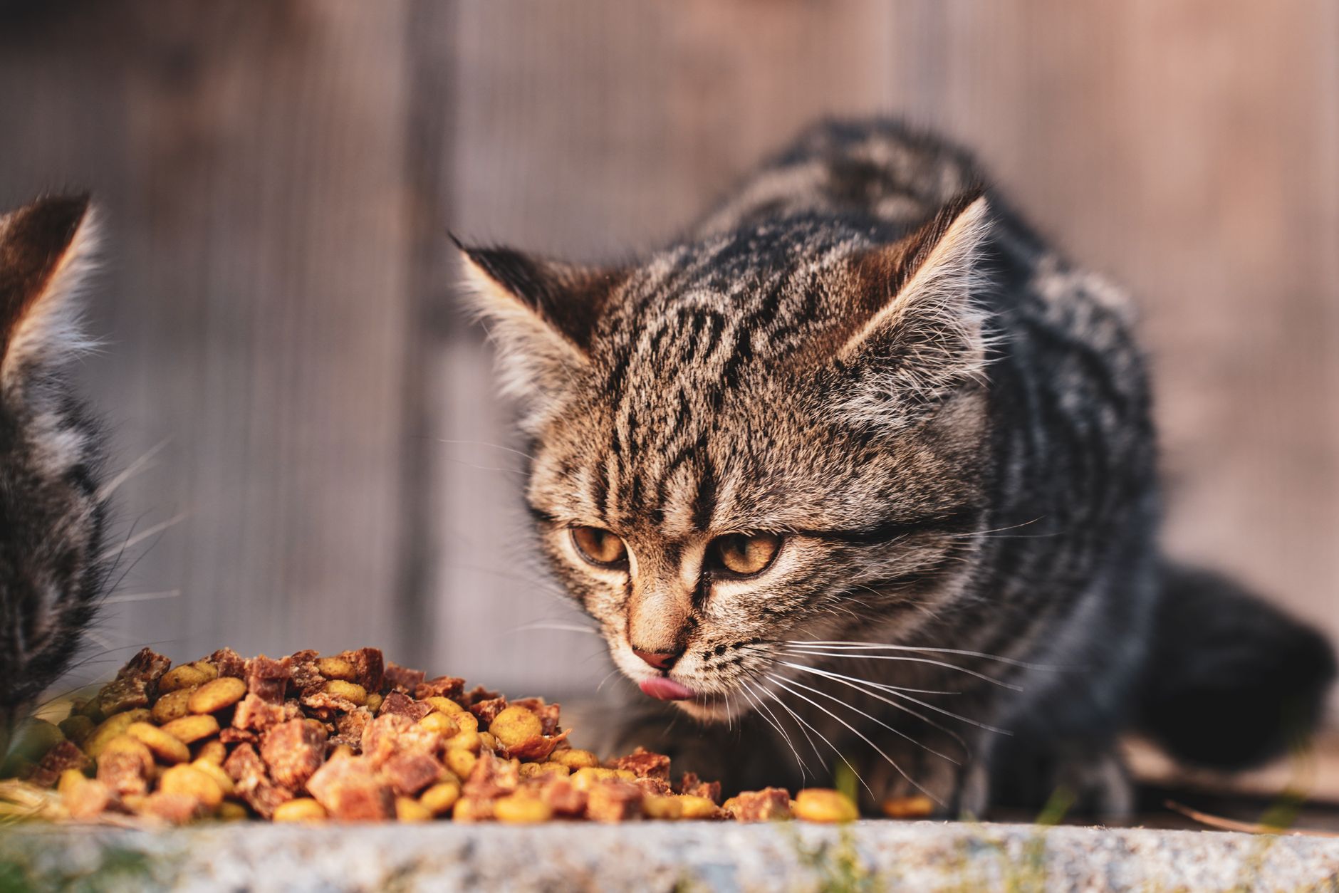 牛磺酸對貓咪為什麼是必需營養素？飼主必懂的飲食重點