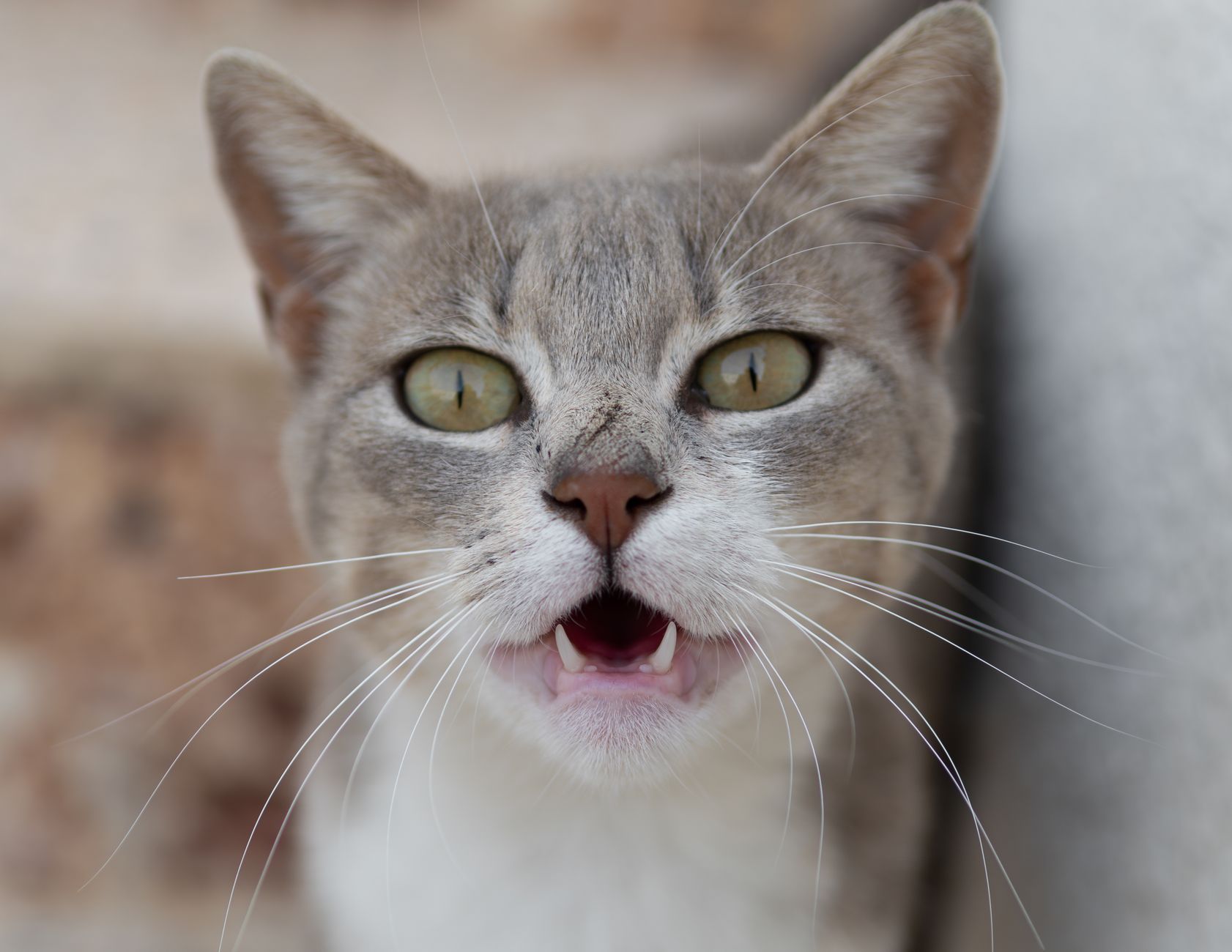 貓咪張口呼吸為什麼是危險訊號？飼主必懂的緊急觀察指南