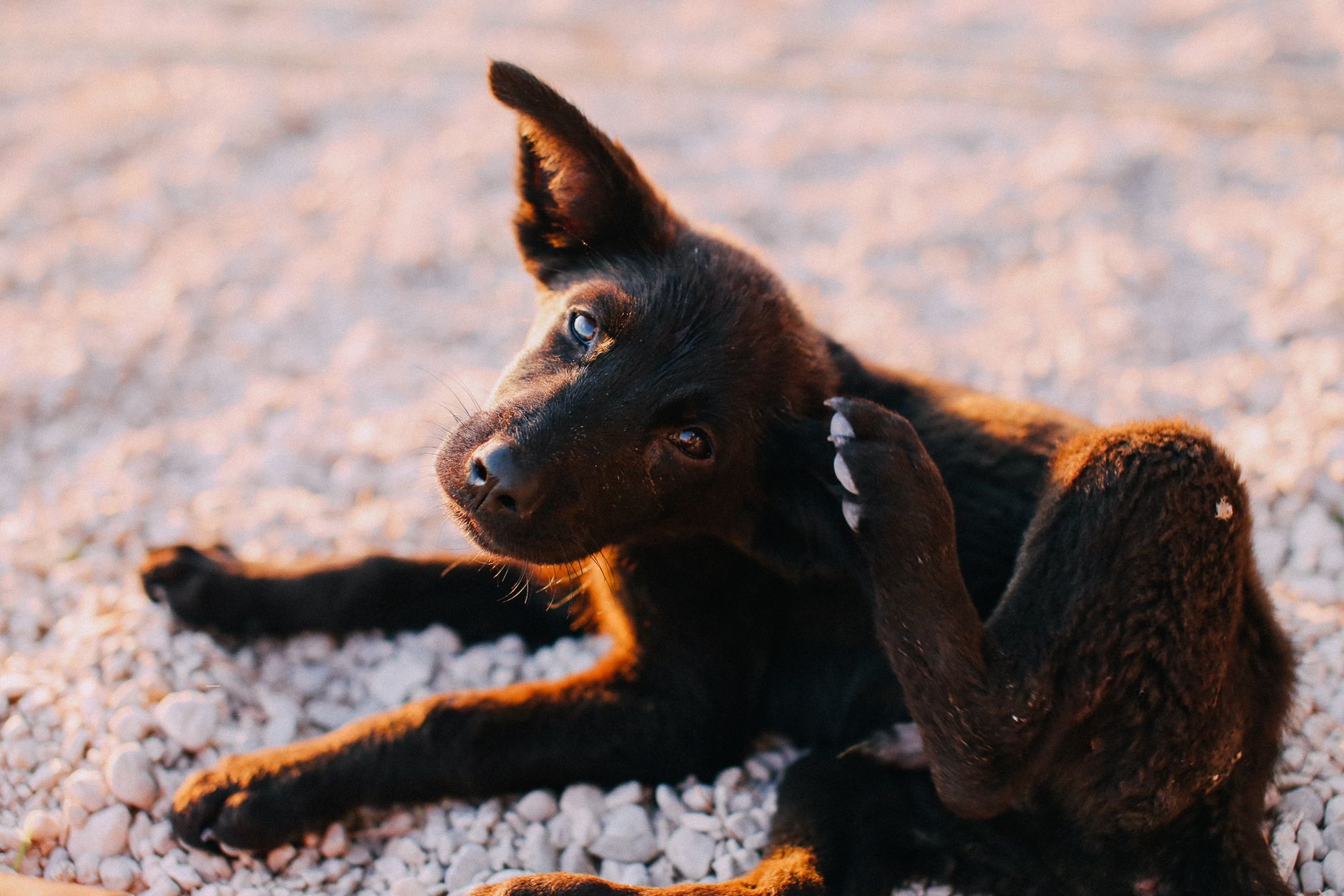 6 Possible Reasons Your Dog Keeps Scratching: What Owners Should Check First