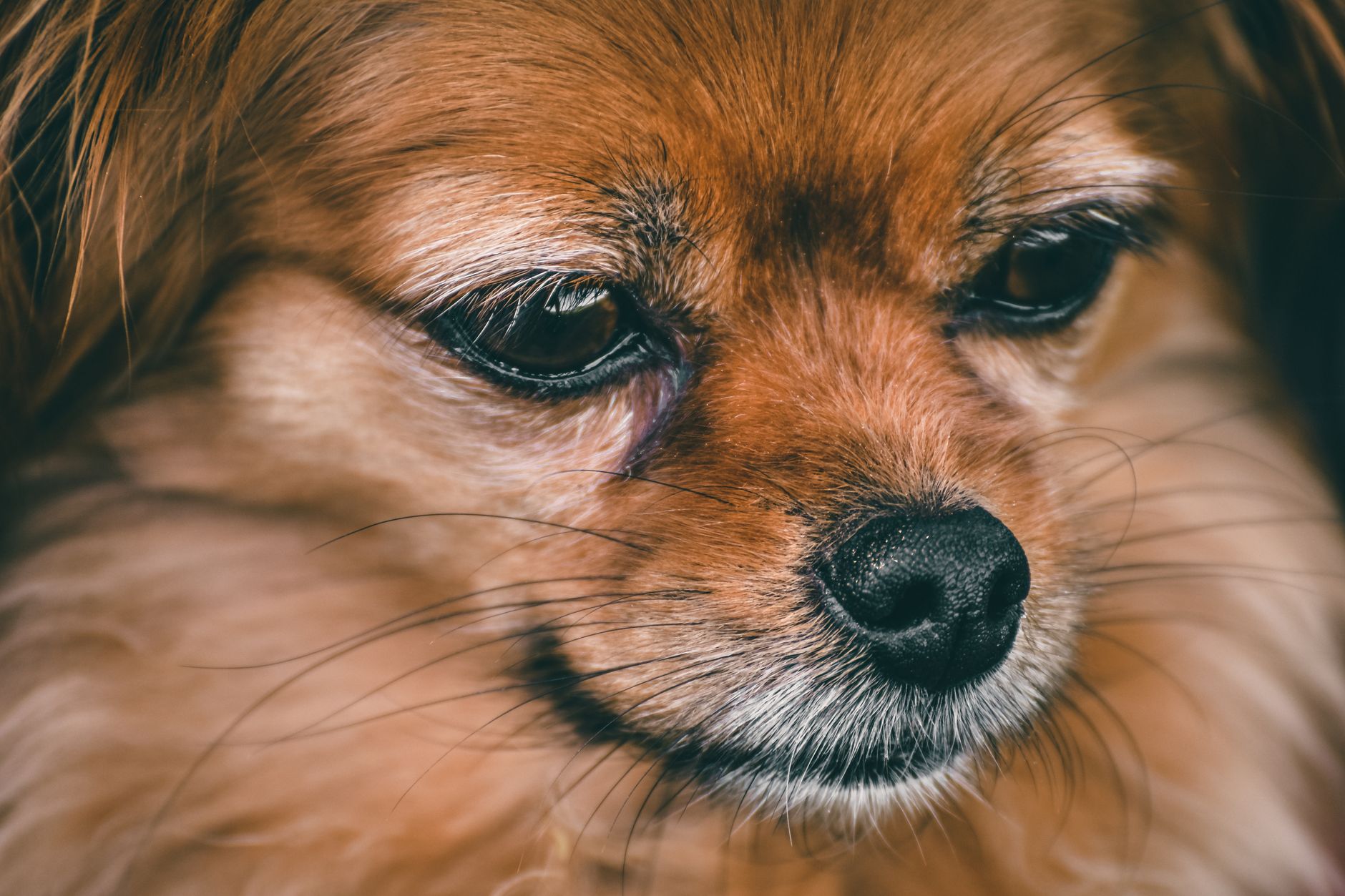 Dog Tear Stains: How They Form and What to Watch