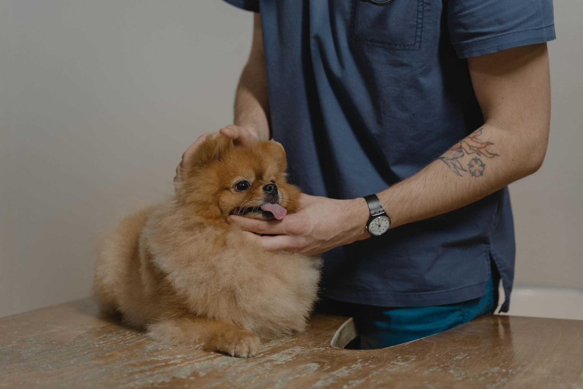 舒緩情緒的保健成分真的有用嗎？犬貓飼主必看
