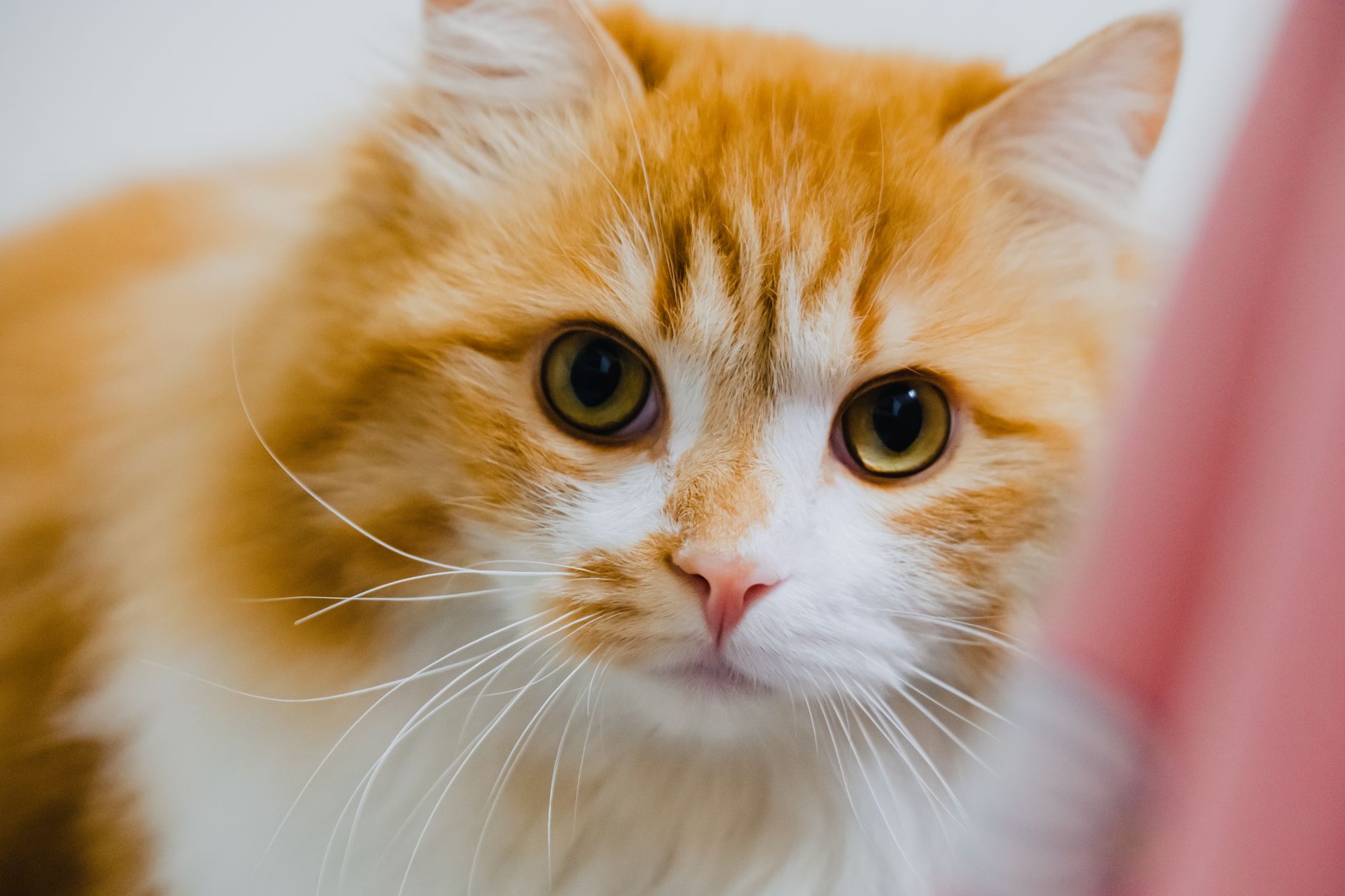 Is Cat Vomiting Normal or a Sign of Illness? How to Read the Vomit Content