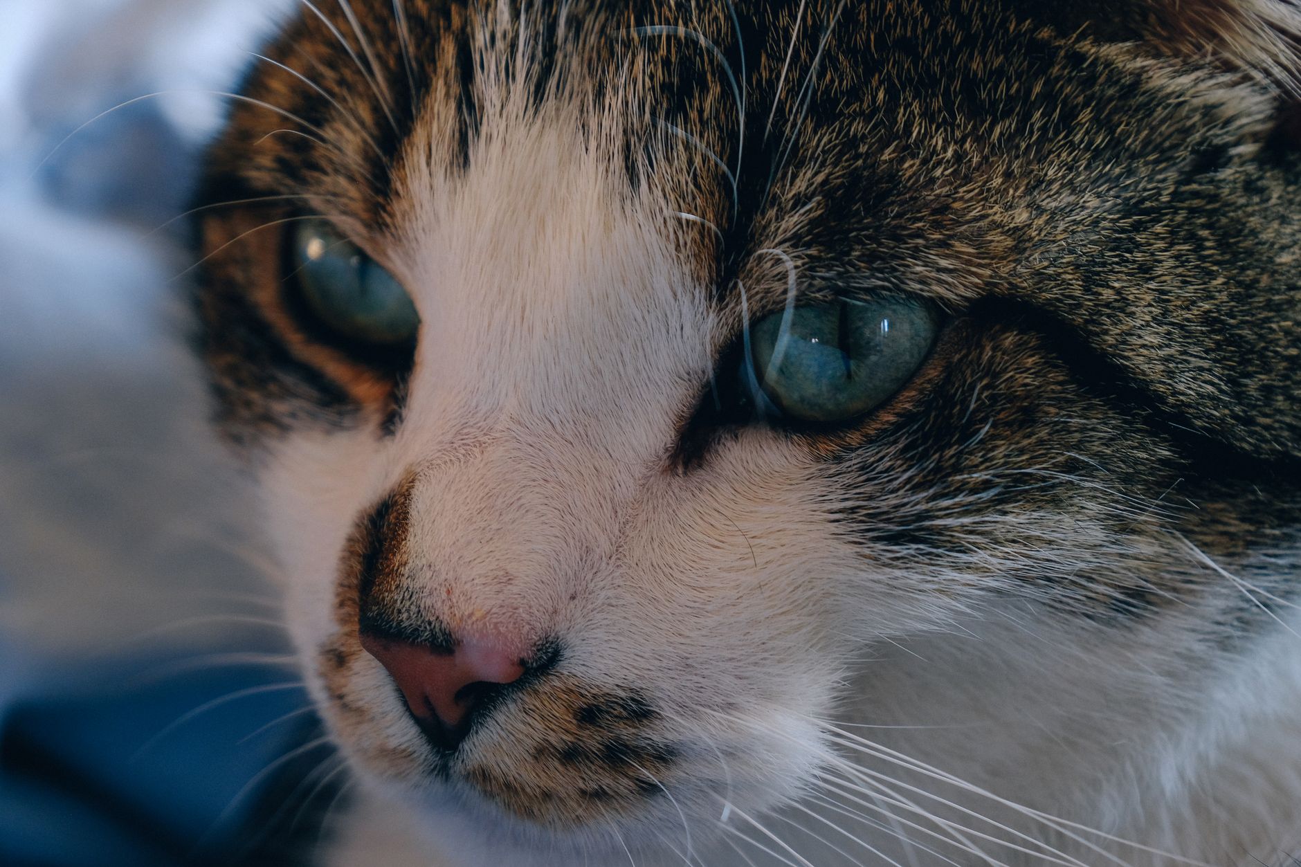 Why Your Cat Has Eye Discharge and Tears: Common Causes Owners Should Know