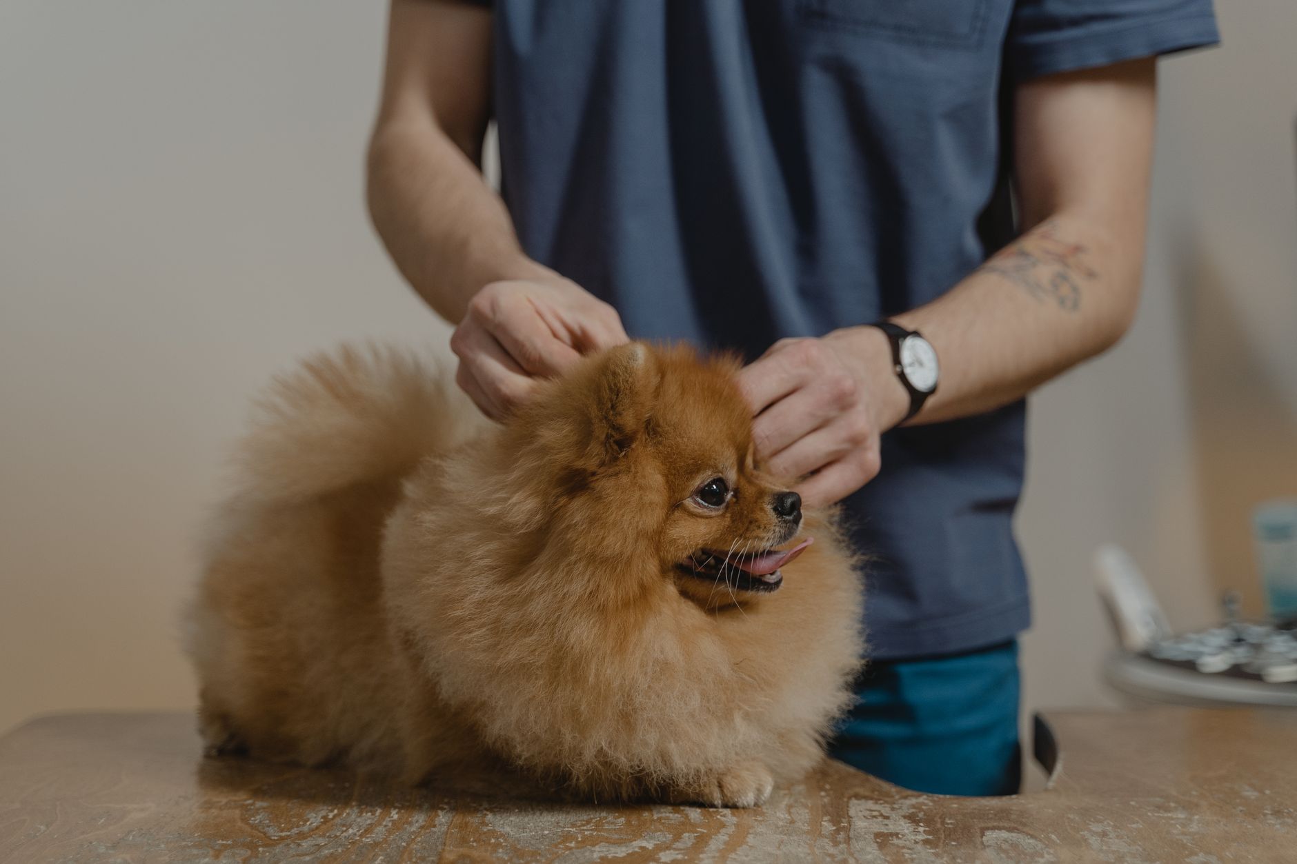 跳蚤、壁蝨怎麼預防與處理？獸醫級飼主實用指南