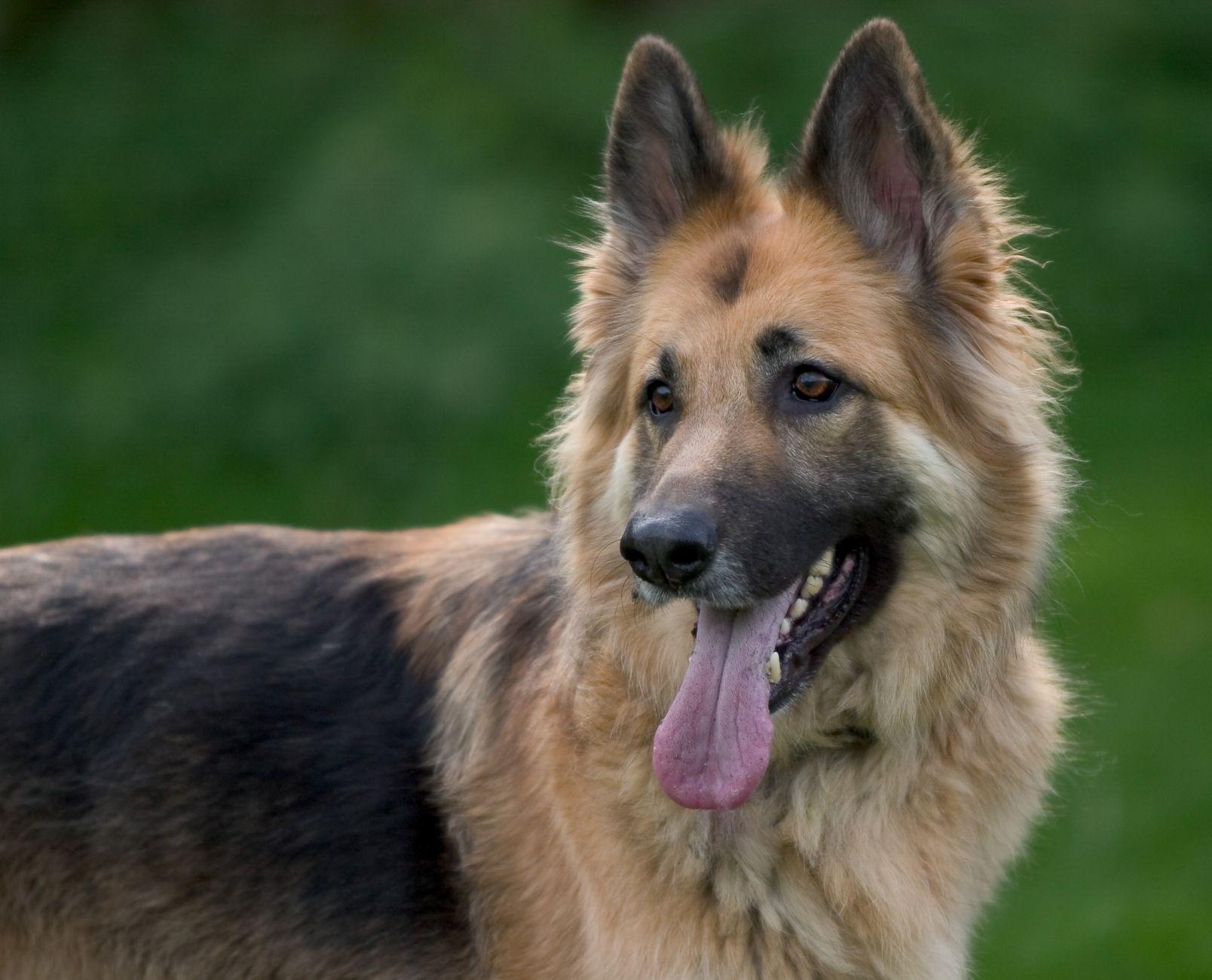 大型犬為什麼容易髖關節問題？飼主必知預防重點
