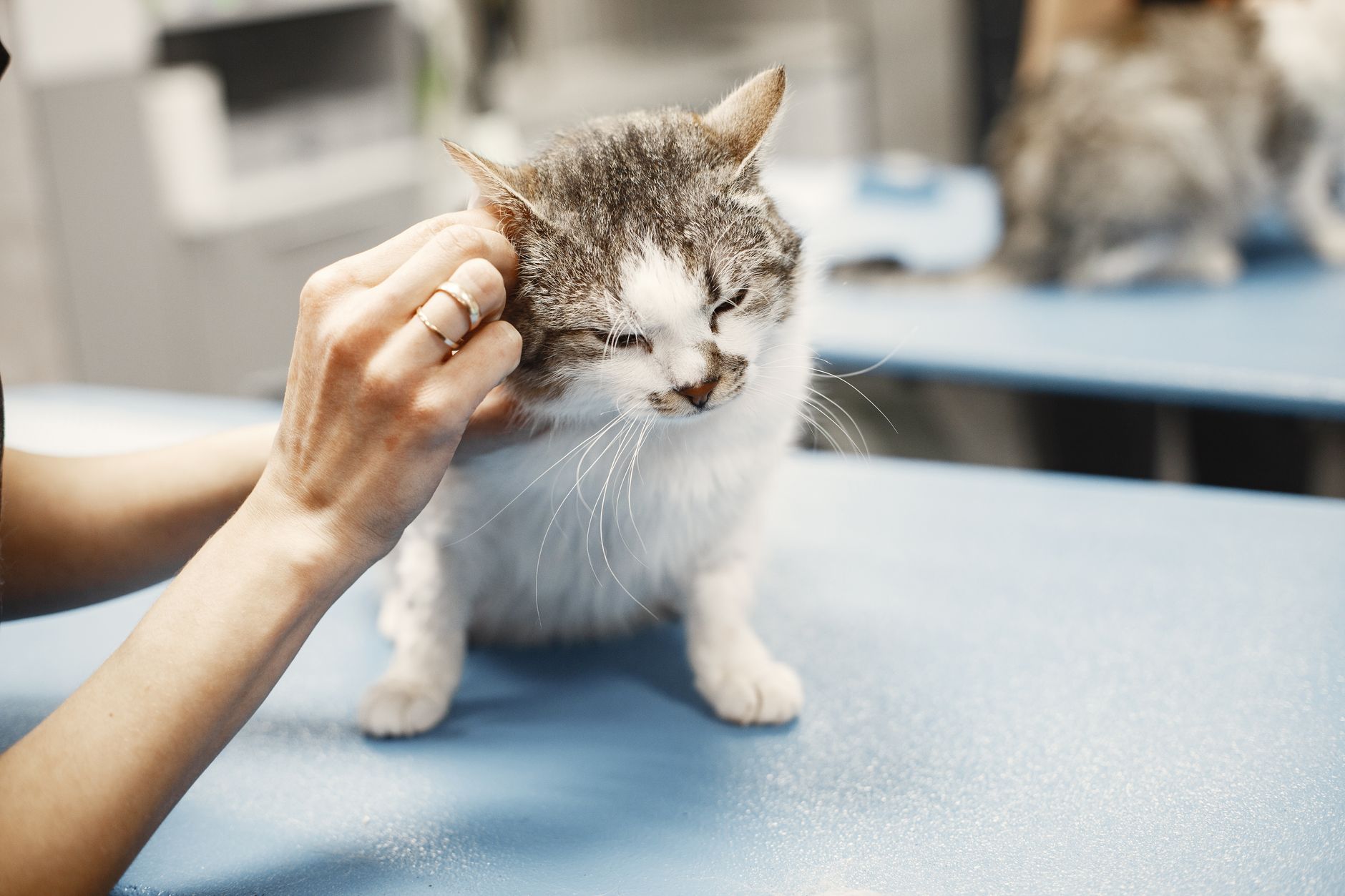Is Your Cat Peeing Outside the Box? Health or Behavior?